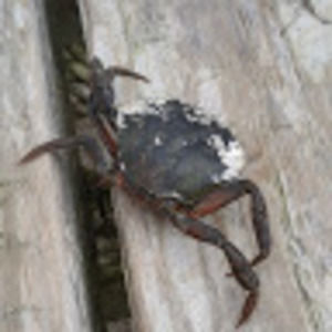 Meet your Posher, Deann